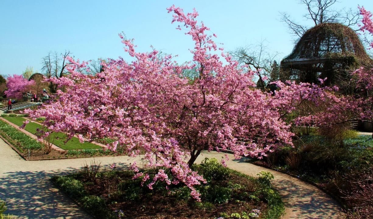 #23. Sargent's cherry